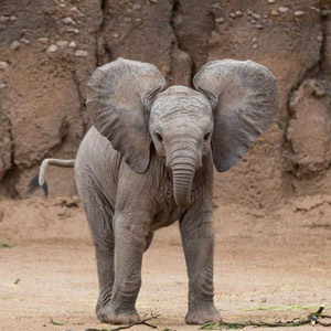 PostgreSQL إدارة قاعدة البيانات على Windows/Linux- الجزء 2 2024-8