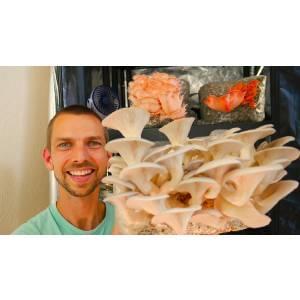 Growing Mushrooms Indoors for Business and Pleasure 2024-11