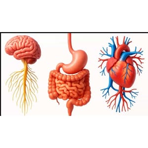Udemy — Masters in Medical Physiology 2024-10