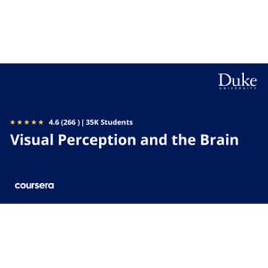 Visual Perception and the Brain 2025-3