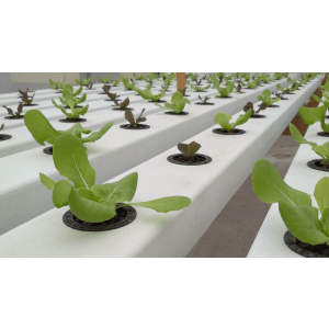 Guide of Home Hydroponics 2022-8