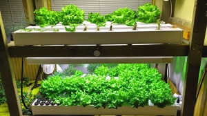 Udemy — Build Your Own Home Hydroponic Farm 2021-1