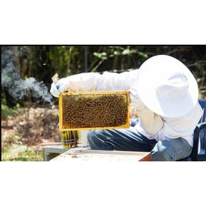 Udemy — Beginning in Beekeeping: Start Your Very First Beehive! 2025-7
