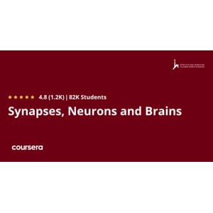 Synapses, Neurons and Brains 2025-3