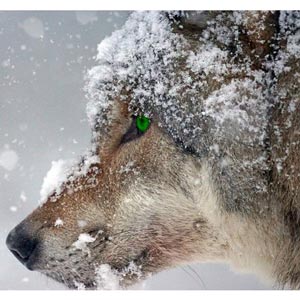 Udemy — The Grey Wolf Optimizer 2021-8