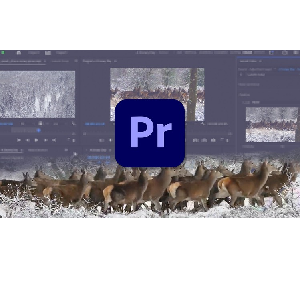 Learn Premiere Pro: Video Editing for Absolute Beginners 2024-4