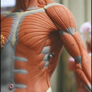 Udemy — Human Anatomy and Physiology Advanced Topics 2024-3