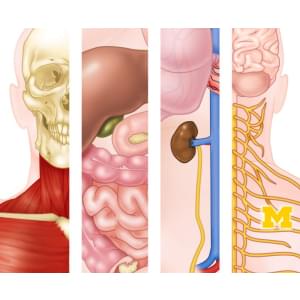 Coursera — Anatomy Specialization 2023-10