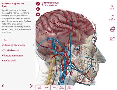 Pictures · Visible Body Anatomy and Physiology 1.5.04