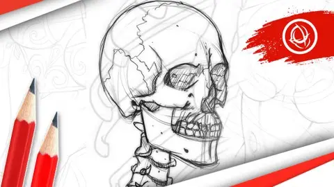 Udemy — Anatomy Art School: Complete Skeleton Drawing Course