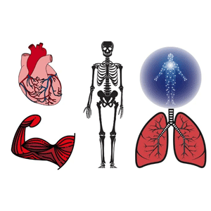 Udemy — Anatomy and Physiology Fundamentals 2023-12